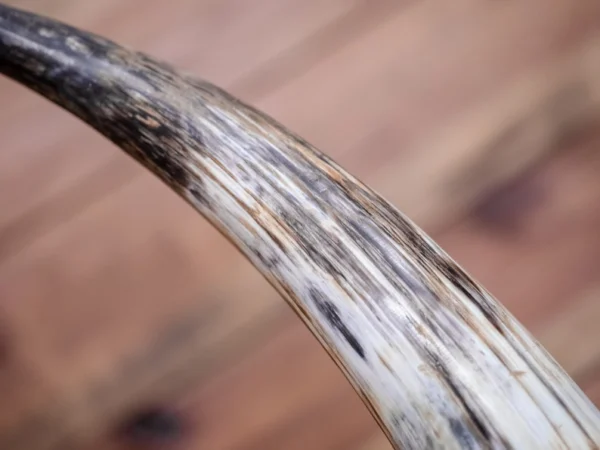 Viking African Horn